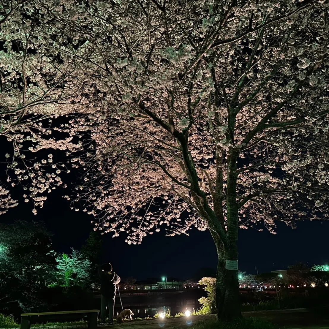 清水の杉山です😊 先日、夜桜を見に行ってきました🌸✨ とても...